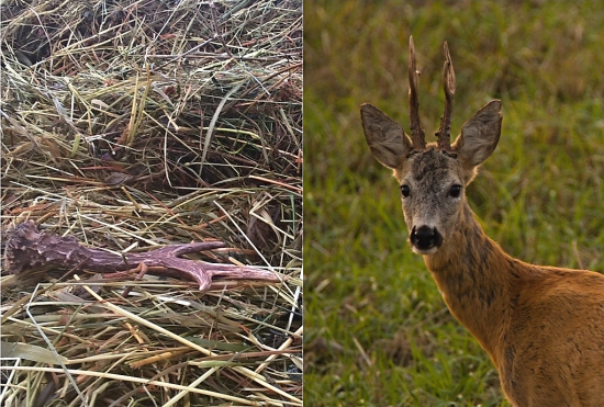 nechal nám ho v sene