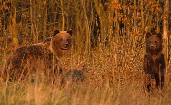 medvedička s mladým