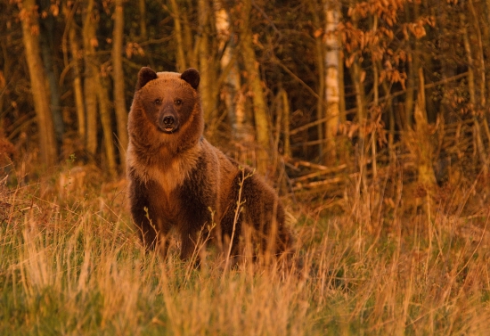 V posledných lúčoch...