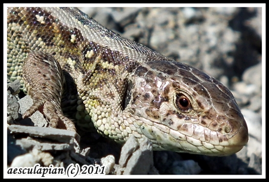 Jaašterica krátkohlavá