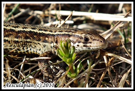 Jaašterica živorodá