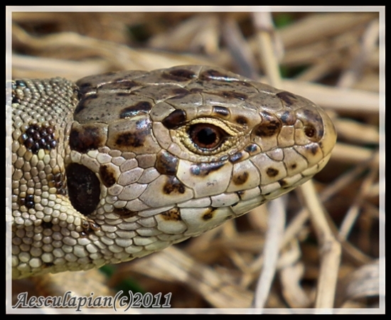 Jašterica krátkohlavá