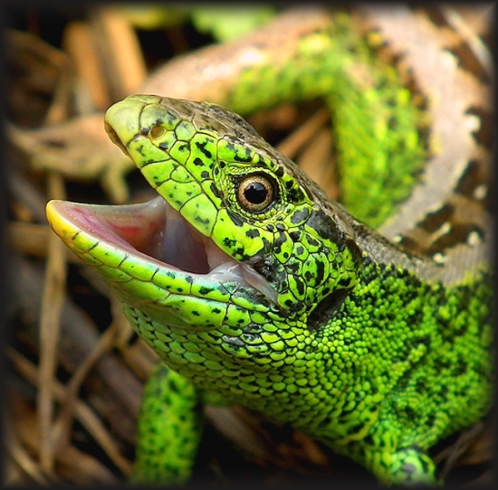 Jašterica krátkohlavá