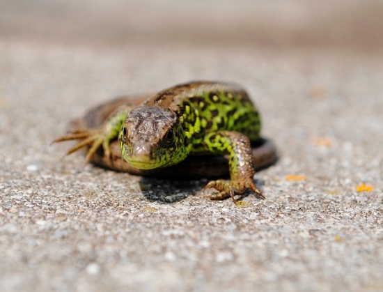 Jašterica krátkohlavá