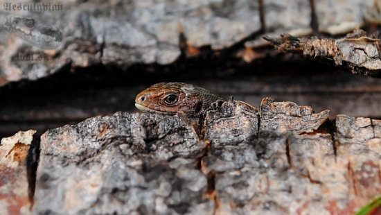 Jašterica živorodá