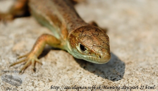 Jašterica zelená