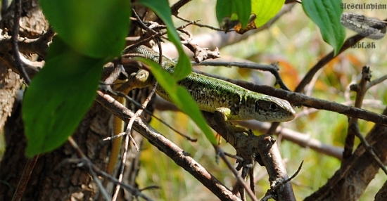 Jašterica zelená