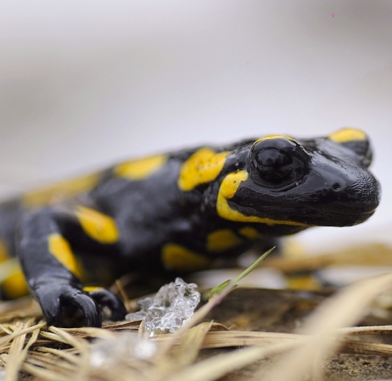 salamandra
