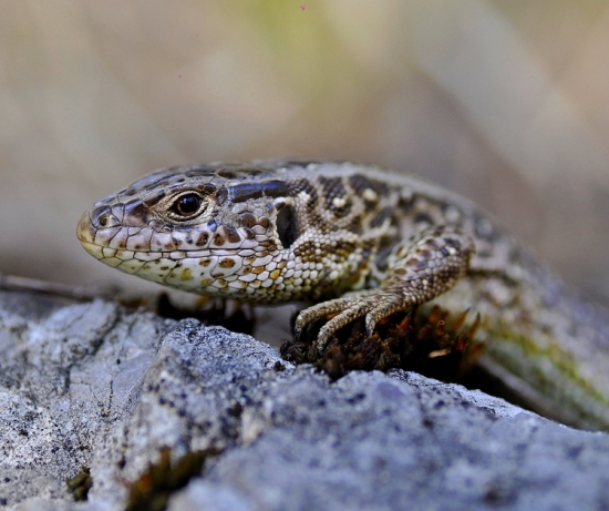 jašterica kratkohlava