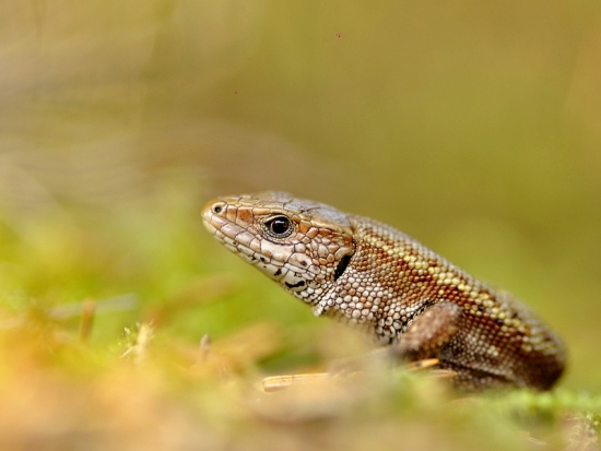 jašterica živorodá