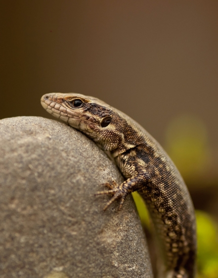 jašterica živorodá