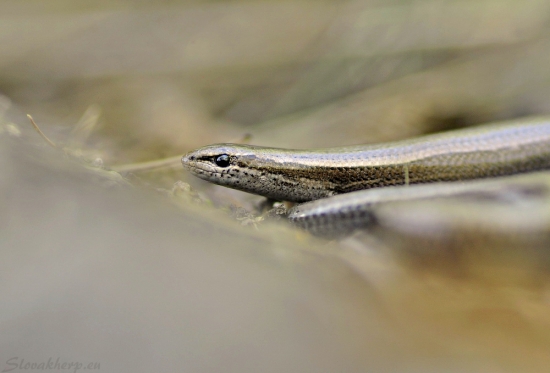 Ablepharus kitaibelii