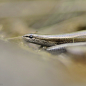 Ablepharus kitaibelii