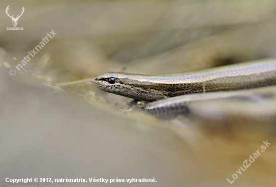 Ablepharus kitaibelii