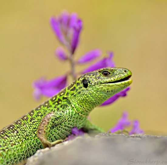 Jašterica krátkohlavá