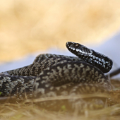 vretenica severná