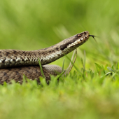 vretenica severná