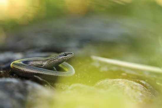 Krátkonožka europska