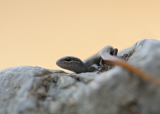 Ktakonožka štíhla