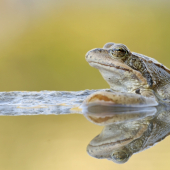 Rana temporaria