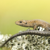 Zootoca vivipara