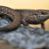 Zootoca vivipara