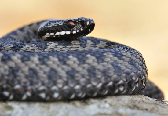Vipera berus