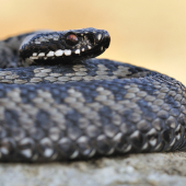 Vipera berus