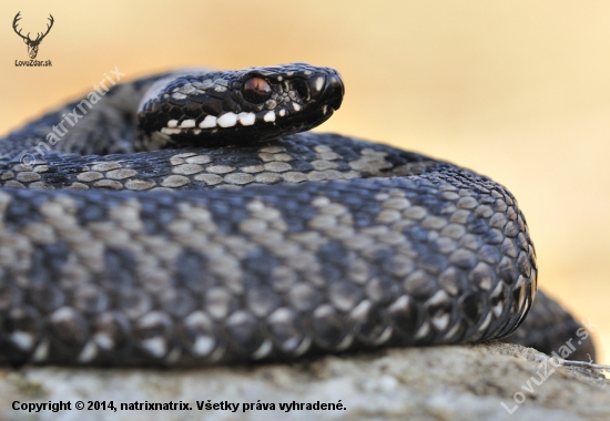 Vipera berus