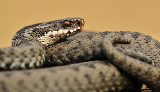 Vipera berus