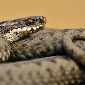 Vipera berus