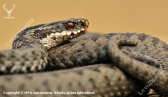 Vipera berus