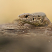 LACERTA AGILIS