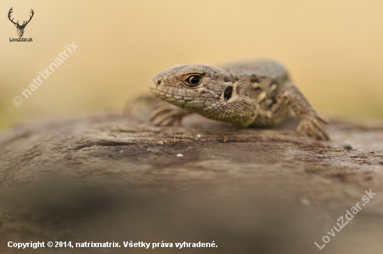 LACERTA AGILIS