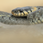 Natrix natrix