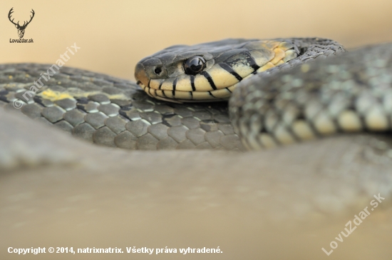 Natrix natrix