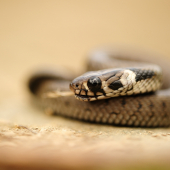 Natrix natrix