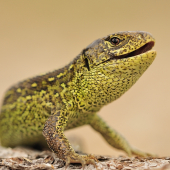 LACERTA AGILIS