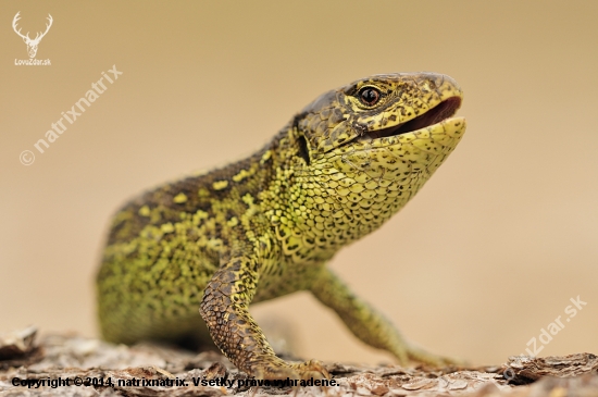 LACERTA AGILIS