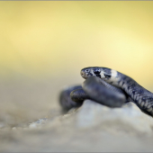 Babby natrix