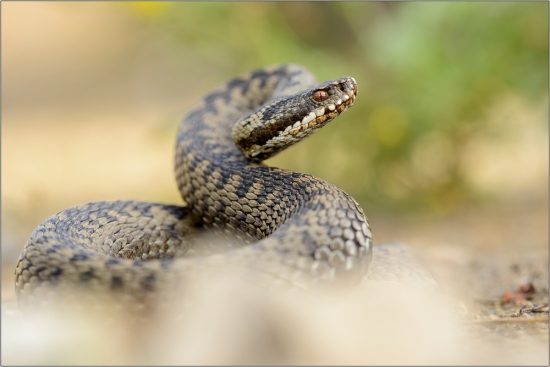 Vipera berus