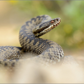 Vipera berus