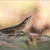 Podarcis muralis