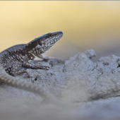 Podarcis muralis