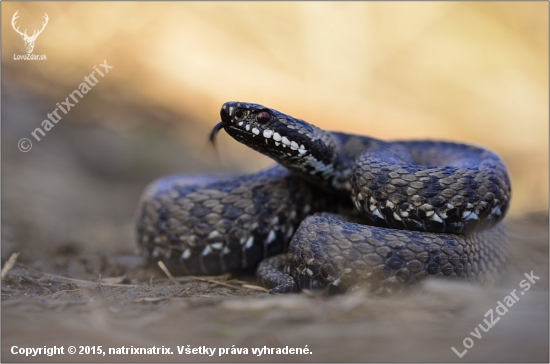 Vipera Berus