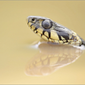 Natrix