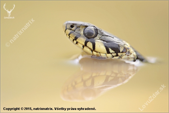 Natrix