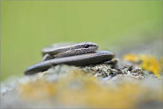 Ktrátkonôžka štíhla