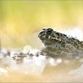 Bufo viridis