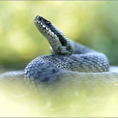 Vipera Berus